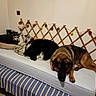 dog, bed, pillow, blanket, furniture, indoor, resting, sleeping, fan, string_lights, wooden_lattice, brown, black, white, striped, cozy, comfortable, domestic, animal, pet
