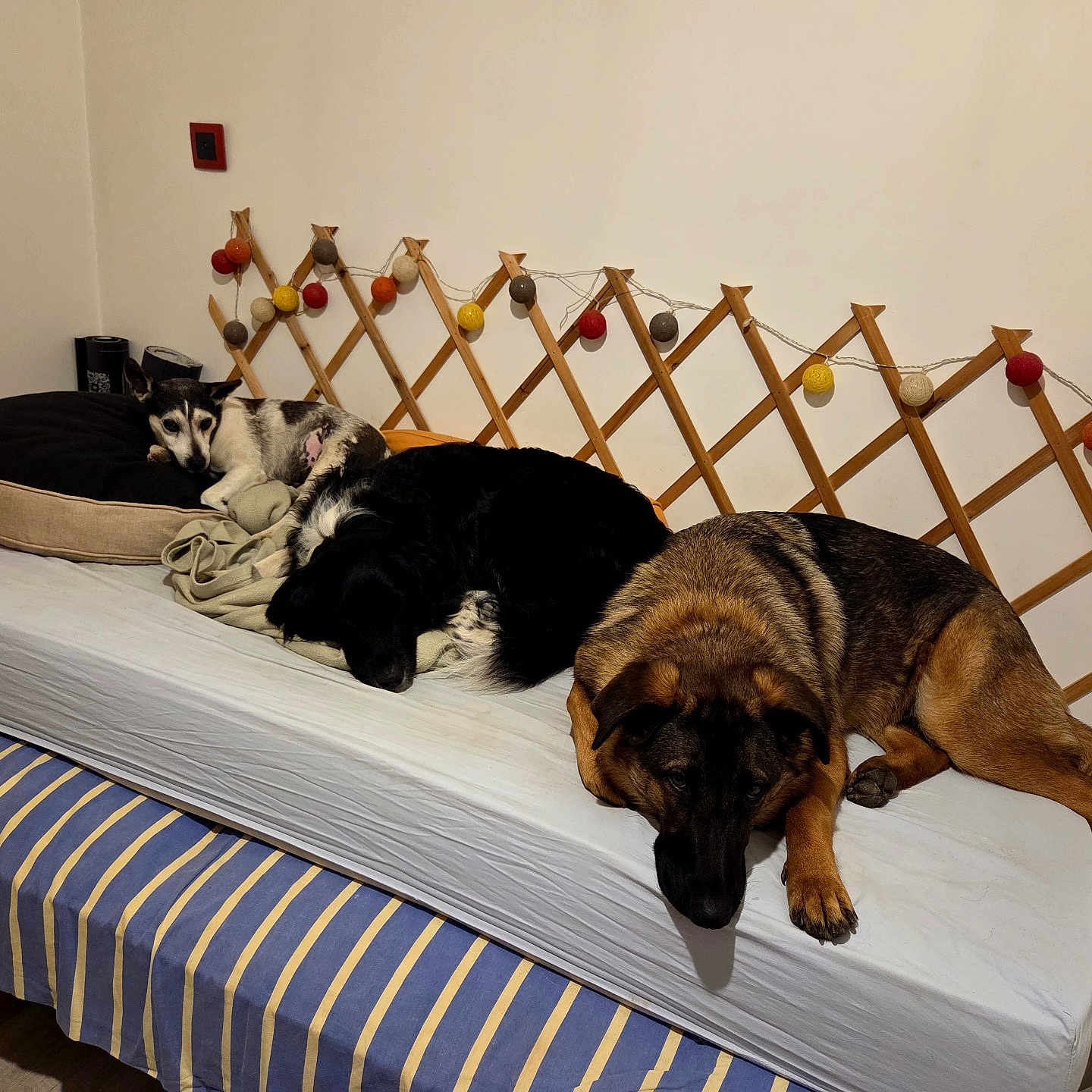 Iron Ulani Agora a rejoint le concours — aidez-le/la à gagner de superbes lots ! dog, bed, pillow, blanket, furniture, indoor, resting, sleeping, fan, string_lights, wooden_lattice, brown, black, white, striped, cozy, comfortable, domestic, animal, pet