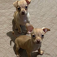 Milo And Copper joined the competition — help win amazing prizes! animal, beige, brown_coat, chihuahua, companion, curious, cute, dog, ears, floor, indoor, looking, pet, puppy, shadow, small_dog, standing, texture, two_dogs, young_dog