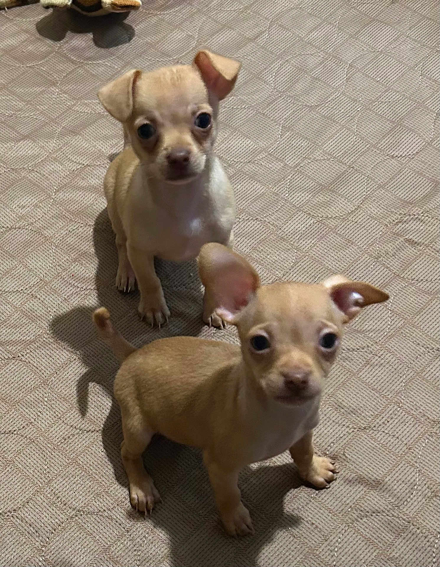 Milo And Copper