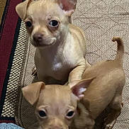 Copper And Milo joined the competition — help win amazing prizes! animal, brown, carpet, closeup, companions, cute, dogs, domestic, ears, floor, friendship, fur, indoor, looking, pets, puppies, small, sniffing, tail, young