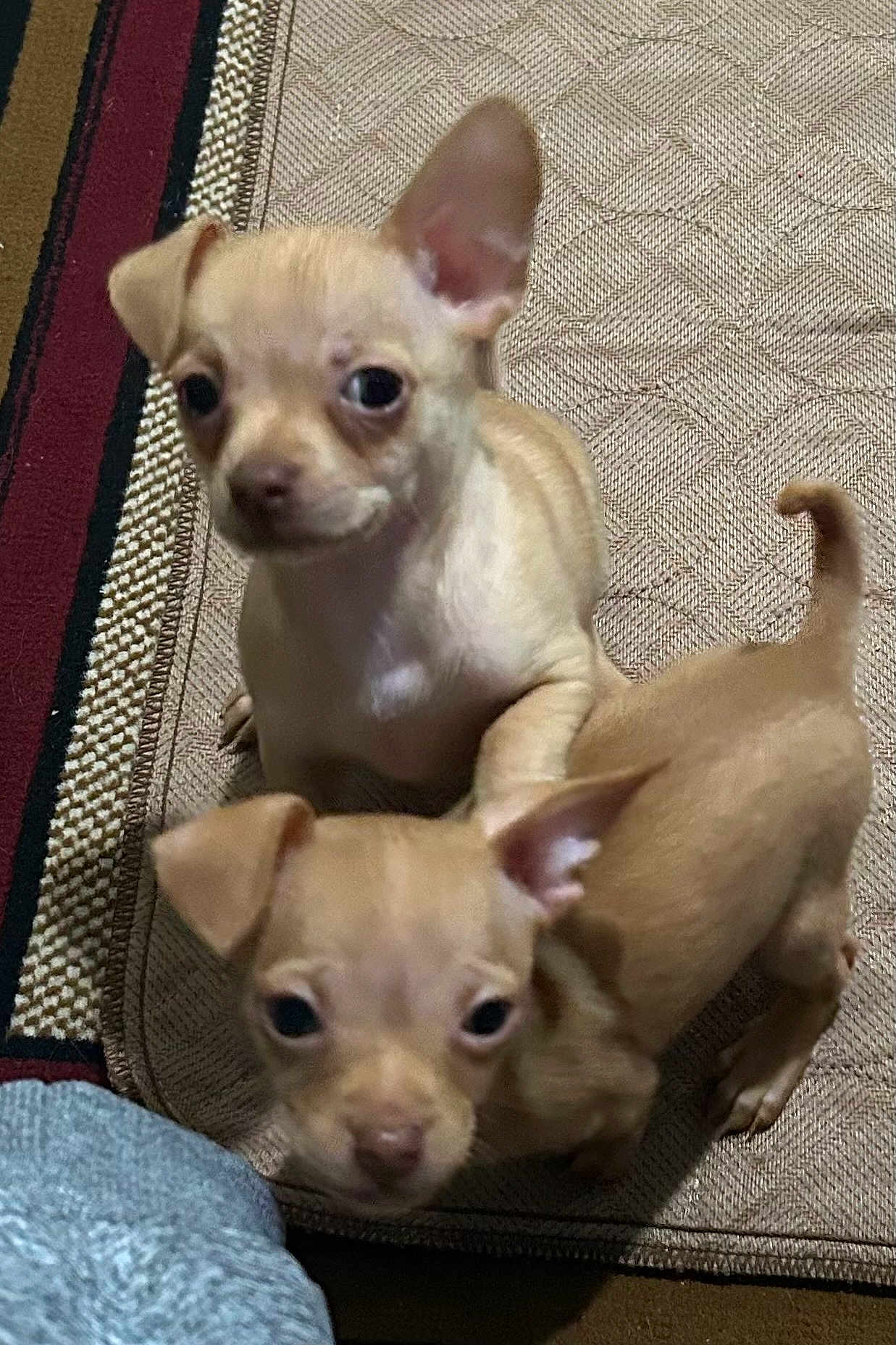 Copper And Milo