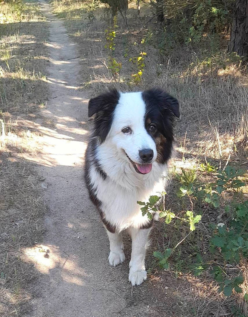 Lol a rejoint le concours — aidez-le/la à gagner de superbes lots ! border_collie, canidae, carnivore, companion_dog, dog, dog_breed, grass, herding_dog, plant, soil, sporting_group, tail, working_dog