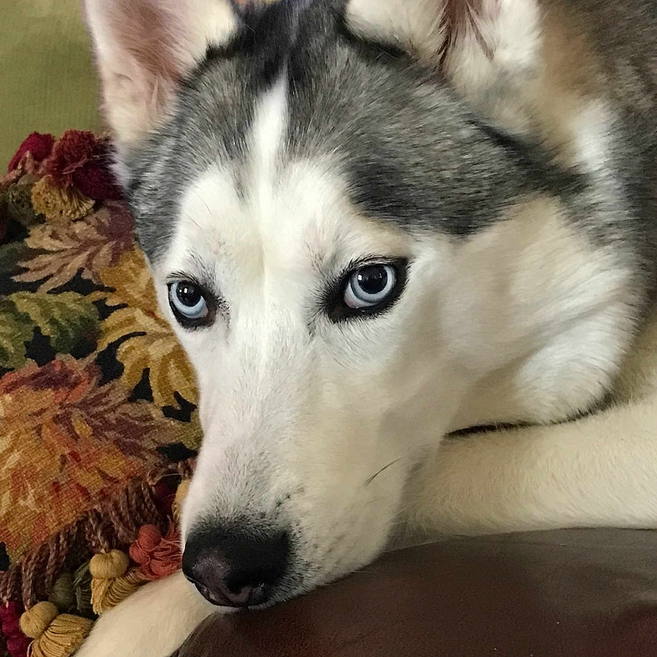 Thor joined the competition — help win amazing prizes! animal, blanket, blue_eyes, calm, close_up, couch, cozy, dog, domestic, ears, expression, fur, husky, indoor, leather, mammal, pet, portrait, resting, snout