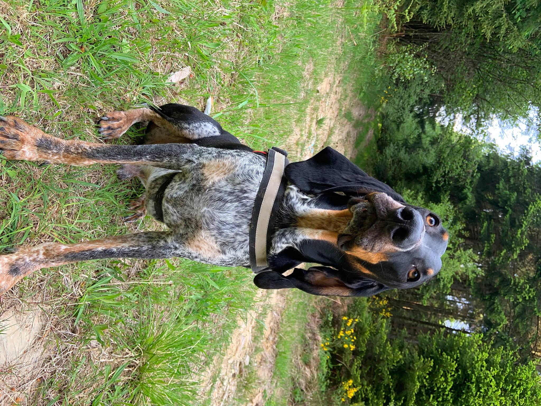 Phoenix participe au concours pour gagner de l'argent avec cette photo : australian_cattle_dog, bluetick_coonhound, canidae, carnivore, coonhound, dog, dog_breed, entlebucher_mountain_dog, grand_bleu_de_gascogne, grass, hunting_dog, snout, sporting_group, working_dog