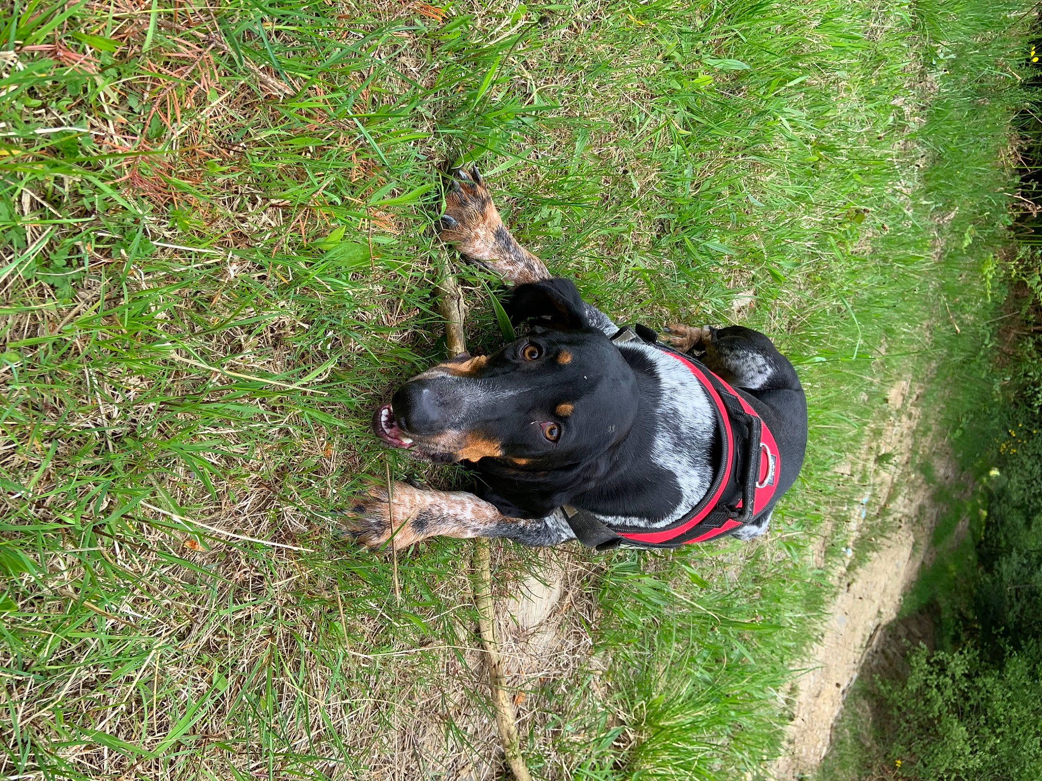 Phoenix a rejoint le concours — aidez-le/la à gagner de superbes lots ! adventure, canidae, carnivore, dog, dog_breed, dog_collar, entlebucher_mountain_dog, grass, guard_dog, hunting_dog, leash, non_sporting_group, snout, sporting_group, working_dog