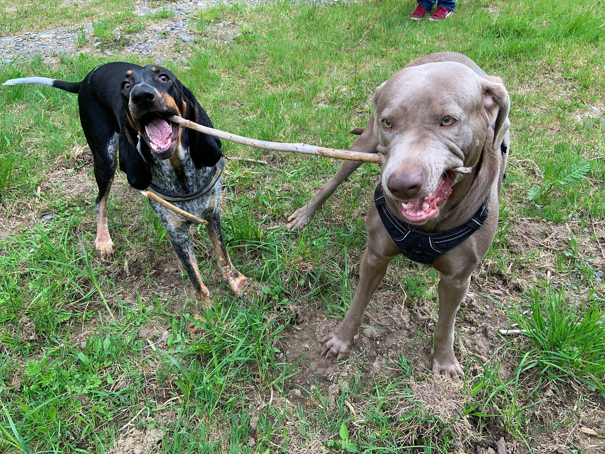 Phoenix participe au concours pour gagner de l'argent avec cette photo : blue_lacy, canidae, carnivore, dog, dog_breed, german_shorthaired_pointer, hunting_dog, louisiana_catahoula_leopard_dog, mammal, pointing_breed, sporting_group, vertebrate, weimaraner, working_dog