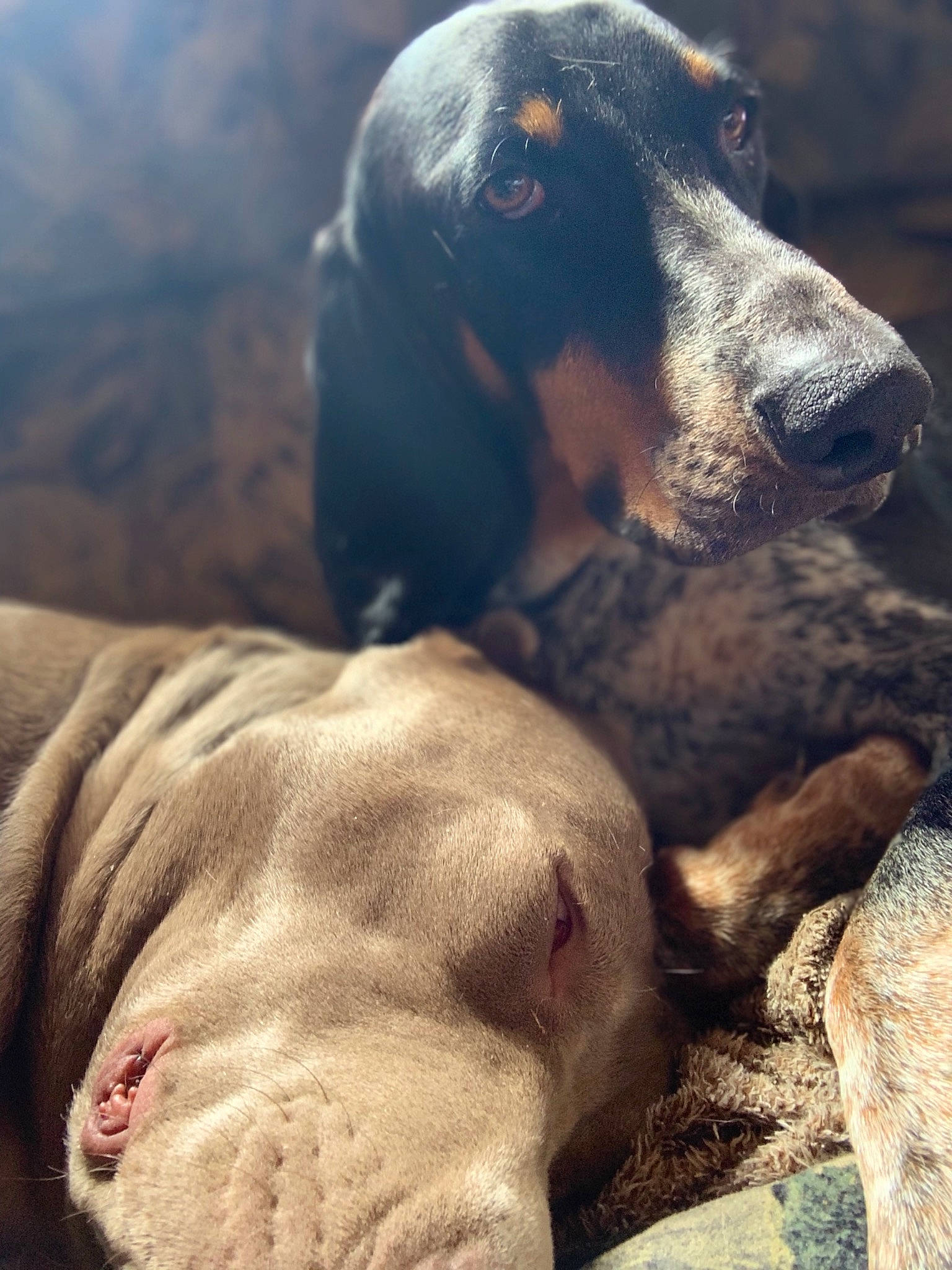 Phoenix a rejoint le concours — aidez-le/la à gagner de superbes lots ! basset_bleu_de_gascogne, basset_hound, bloodhound, bluetick_coonhound, canidae, carnivore, dog, dog_breed, ear, fawn, gascon_saintongeois, hound, hunting_dog, mammal, snout, vertebrate