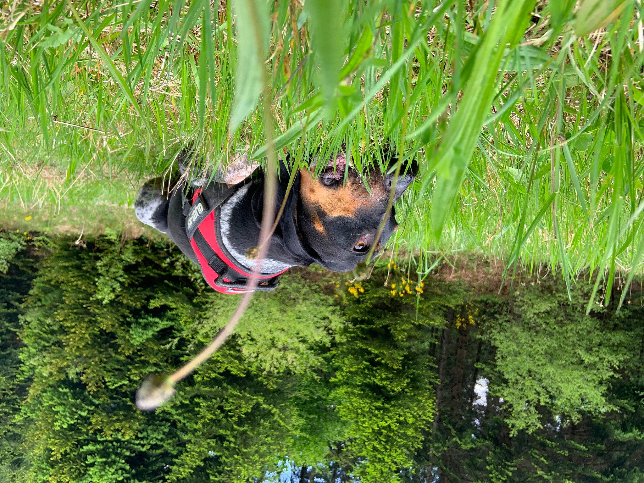Phoenix participe au concours pour gagner de l'argent avec cette photo : canidae, carnivore, dog, dog_breed, fawn, grass, grass_family, green, plant, tree