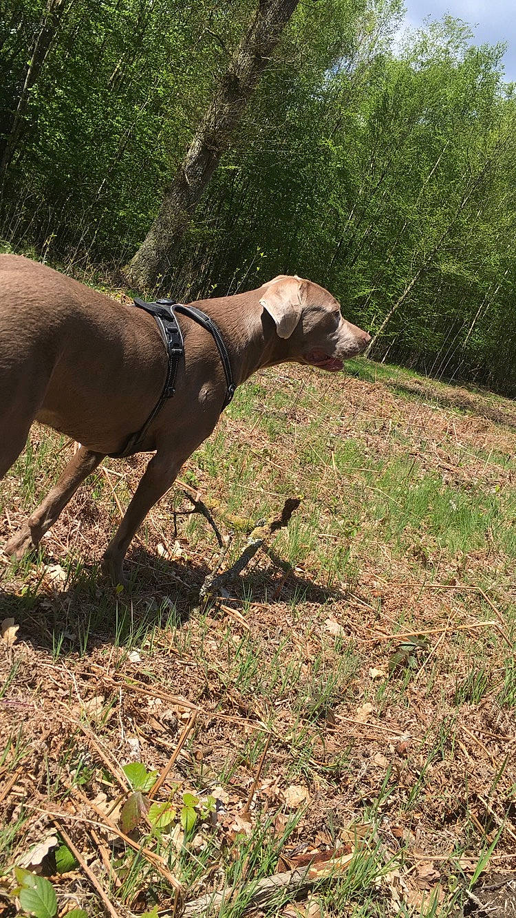Pupuce a rejoint le concours — aidez-le/la à gagner de superbes lots ! canidae, carnivore, dog, dog_breed, fawn, grass, mammal, pointing_breed, sporting_group, vertebrate, weimaraner