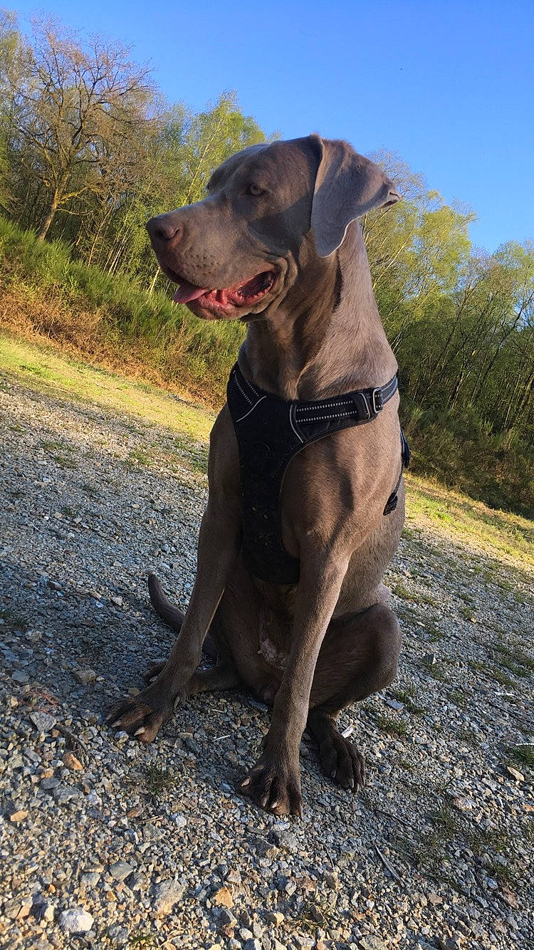 Pupuce a rejoint le concours — aidez-le/la à gagner de superbes lots ! blue_lacy, canidae, carnivore, dog, dog_breed, field_trial, hunting_dog, labrador_retriever, liver, mammal, pointing_breed, snout, sporting_group, vertebrate, vizsla, weimaraner