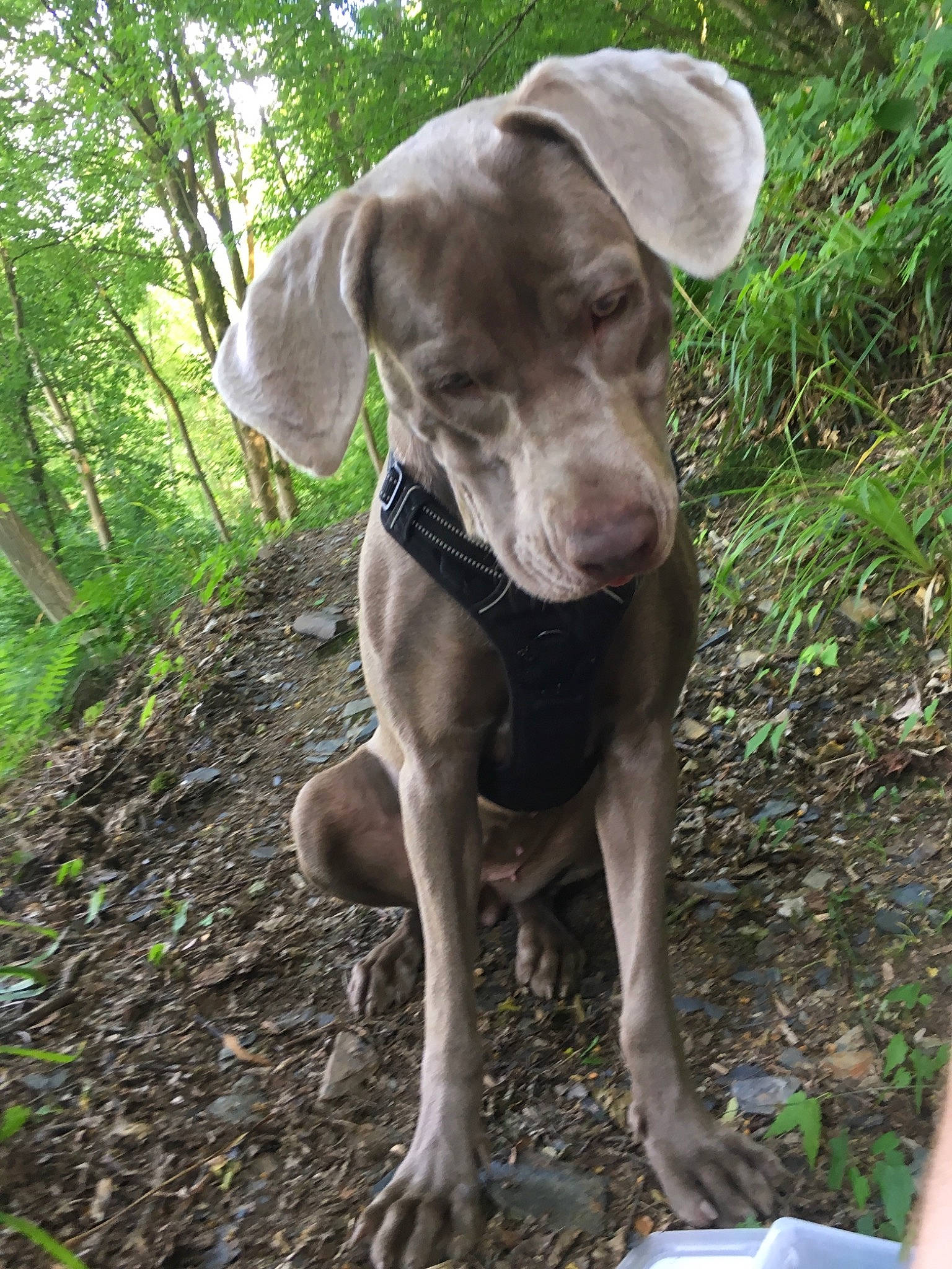 Pupuce a rejoint le concours — aidez-le/la à gagner de superbes lots ! adventure, blue_lacy, canidae, carnivore, dog, dog_breed, fawn, german_shorthaired_pointer, gun_dog, hunting_dog, mammal, pointer, pointing_breed, sporting_group, vertebrate, vizsla, weimaraner