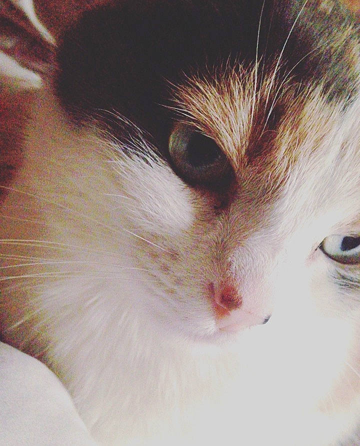 Channel participe au concours pour gagner de l'argent avec cette photo : aegean_cat, carnivore, cat, close_up, ear, eye, eyebrow, face, felidae, fur, hair, head, iris, kitten, nose, organ, skin, small_to_medium_sized_cats, snout, whiskers