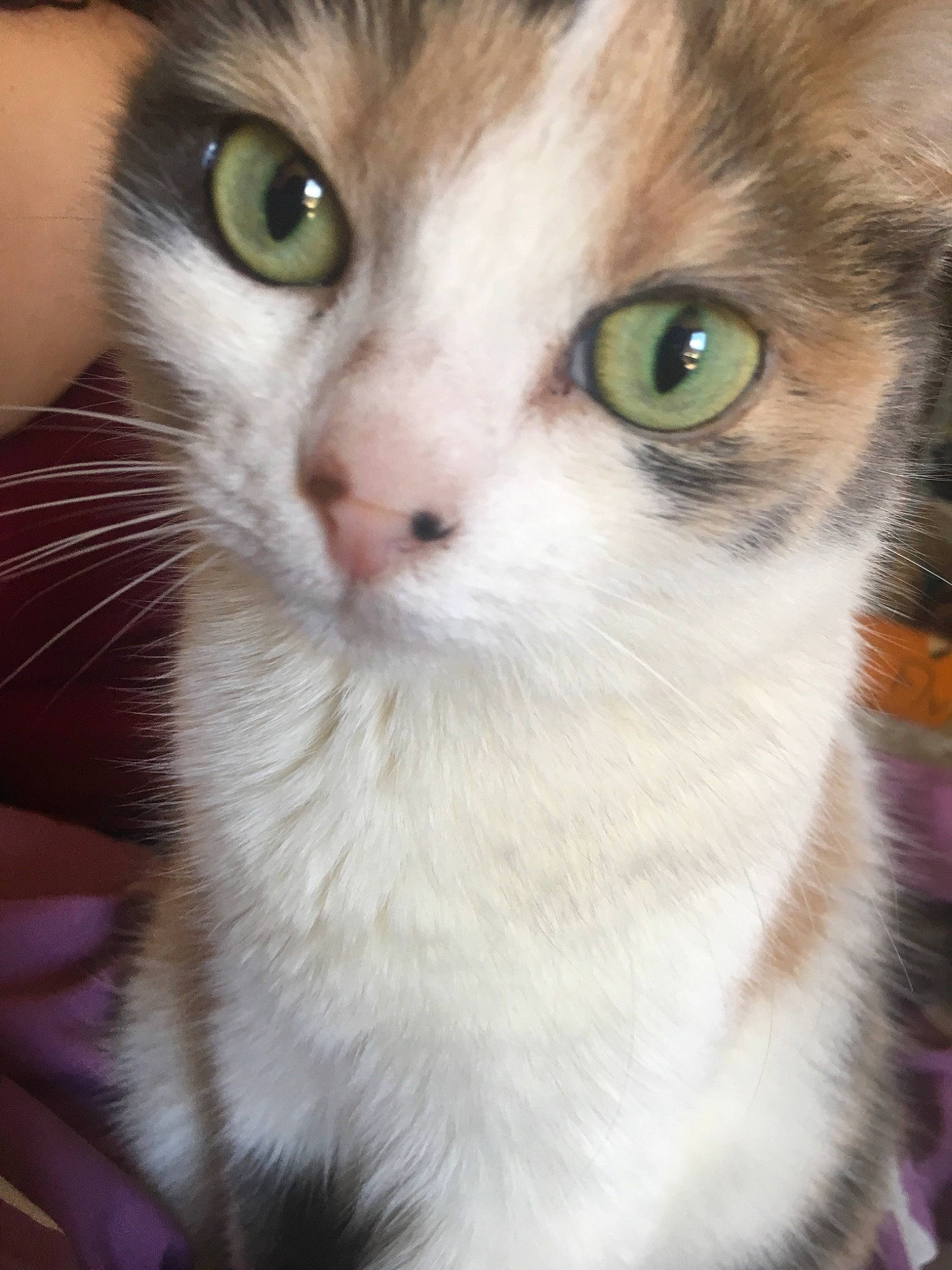 Channel a rejoint le concours — aidez-le/la à gagner de superbes lots ! aegean_cat, american_curl, american_wirehair, asian, carnivore, cat, close_up, domestic_short_haired_cat, european_shorthair, eye, fawn, felidae, iris, kitten, mammal, nose, siberian, small_to_medium_sized_cats, snout, whiskers