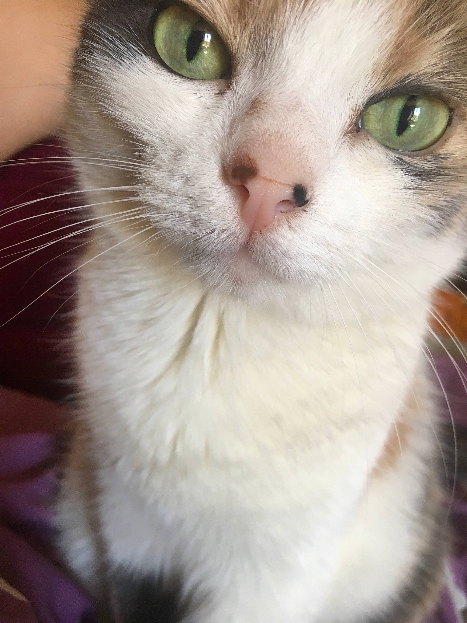 Channel participe au concours pour gagner de l'argent avec cette photo : aegean_cat, american_wirehair, asian, burmilla, carnivore, cat, close_up, domestic_short_haired_cat, eye, felidae, fur, iris, kitten, mammal, nose, organ, singapura, small_to_medium_sized_cats, snout, whiskers