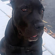 Kali Ma joined the competition — help win amazing prizes! dog, black_dog, pet, animal, outdoor, sidewalk, parking_lot, ears, tongue, sitting, canine, closeup, leaves, pavement, daylight, alone, alert, young_dog, portrait, watchful