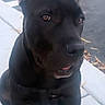 dog, black_dog, pet, animal, outdoor, sidewalk, parking_lot, ears, tongue, sitting, canine, closeup, leaves, pavement, daylight, alone, alert, young_dog, portrait, watchful