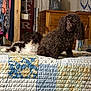 dog, curly_hair, bed, quilt, patchwork, brown_dog, white_and_brown_dog, furniture, dresser, clothing, indoor, room, wooden, fabric, pets, two_dogs, resting, cozy, carpet, home