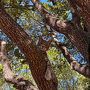 Pepino is registered to the contest to win money with this photo: cat, tabby, tree, branch, bark, leaves, sky, outdoors, nature, feline, paw, whiskers, yellow_eyes, curious, climbing, perched, sunlight, trunk, woodland, pet