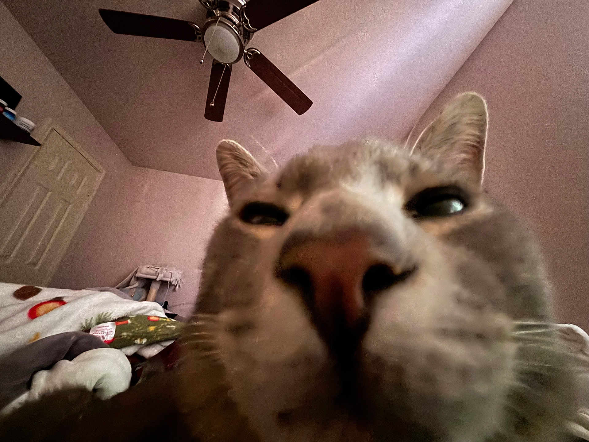 Pepino joined the competition — help win amazing prizes! cat, close_up, nose, whiskers, ears, bed, blanket, ceiling_fan, ceiling, room, indoor, pet, portrait, furry, sleepy, pillow, door, cozy, soft_lighting, muzzle