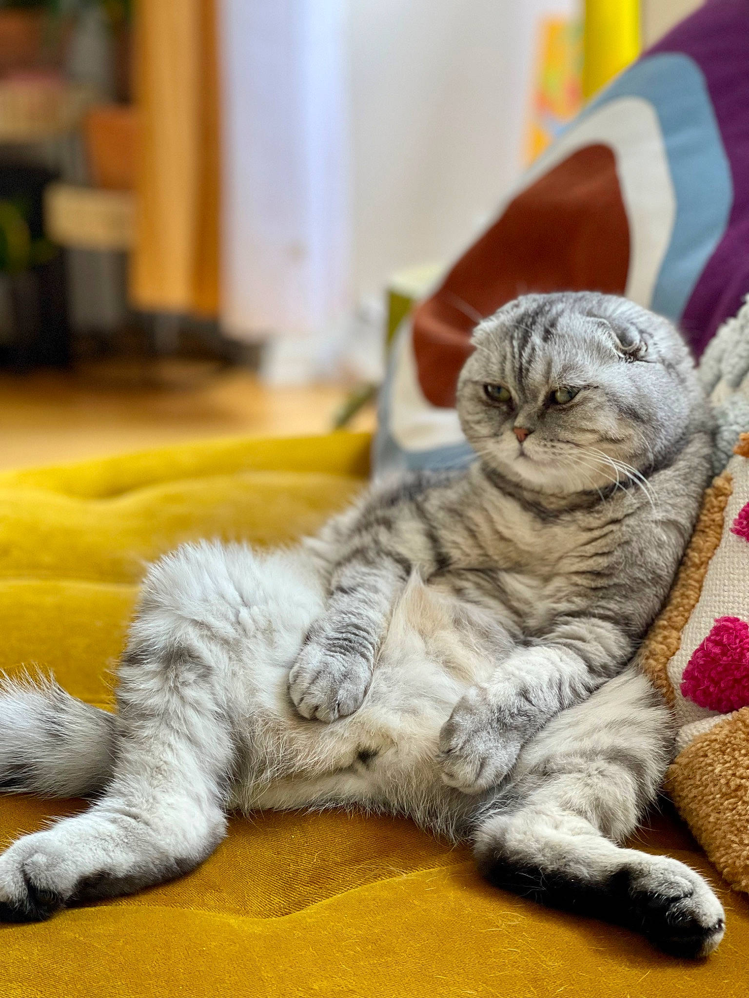 Dahlia a rejoint le concours — aidez-le/la à gagner de superbes lots ! bed_sheet, carnivore, cat, claw, comfort, domestic_short_haired_cat, fawn, felidae, fur, grey, linens, nap, paw, sleep, small_to_medium_sized_cats, snout, tail, terrestrial_animal, whiskers, wrinkle