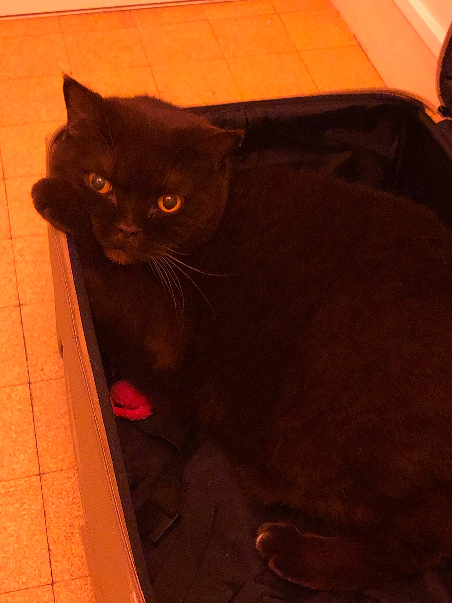 Bonny a rejoint le concours — aidez-le/la à gagner de superbes lots ! asian, black, black_cat, bombay, british_shorthair, burmese, carnivore, cat, chartreux, domestic_short_haired_cat, ear, fawn, felidae, korat, small_to_medium_sized_cats, snout, tail, whiskers