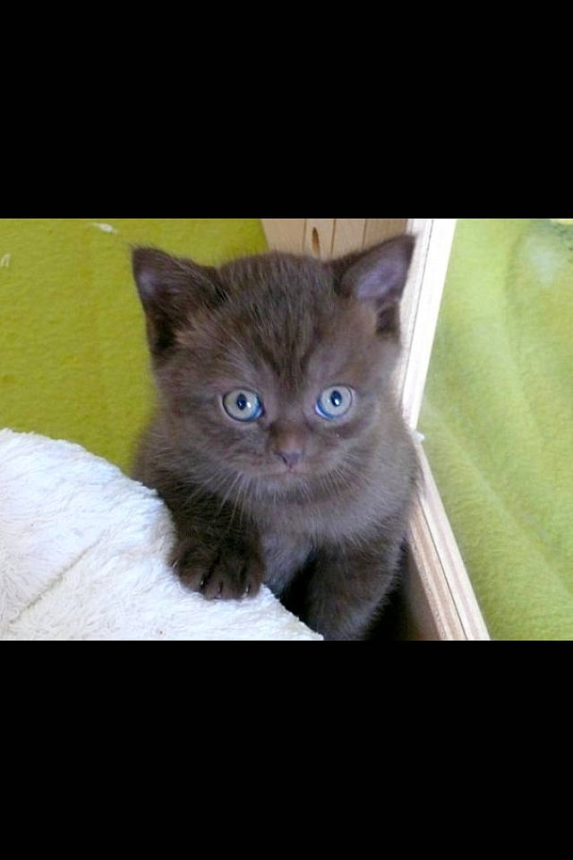 Bonny participe au concours pour gagner de l'argent avec cette photo : asian, black_cat, british_shorthair, carnivore, cat, domestic_short_haired_cat, ear, european_shorthair, eye, fawn, felidae, kitten, korat, mammal, nebelung, photo_caption, small_to_medium_sized_cats, snout, vertebrate, whiskers