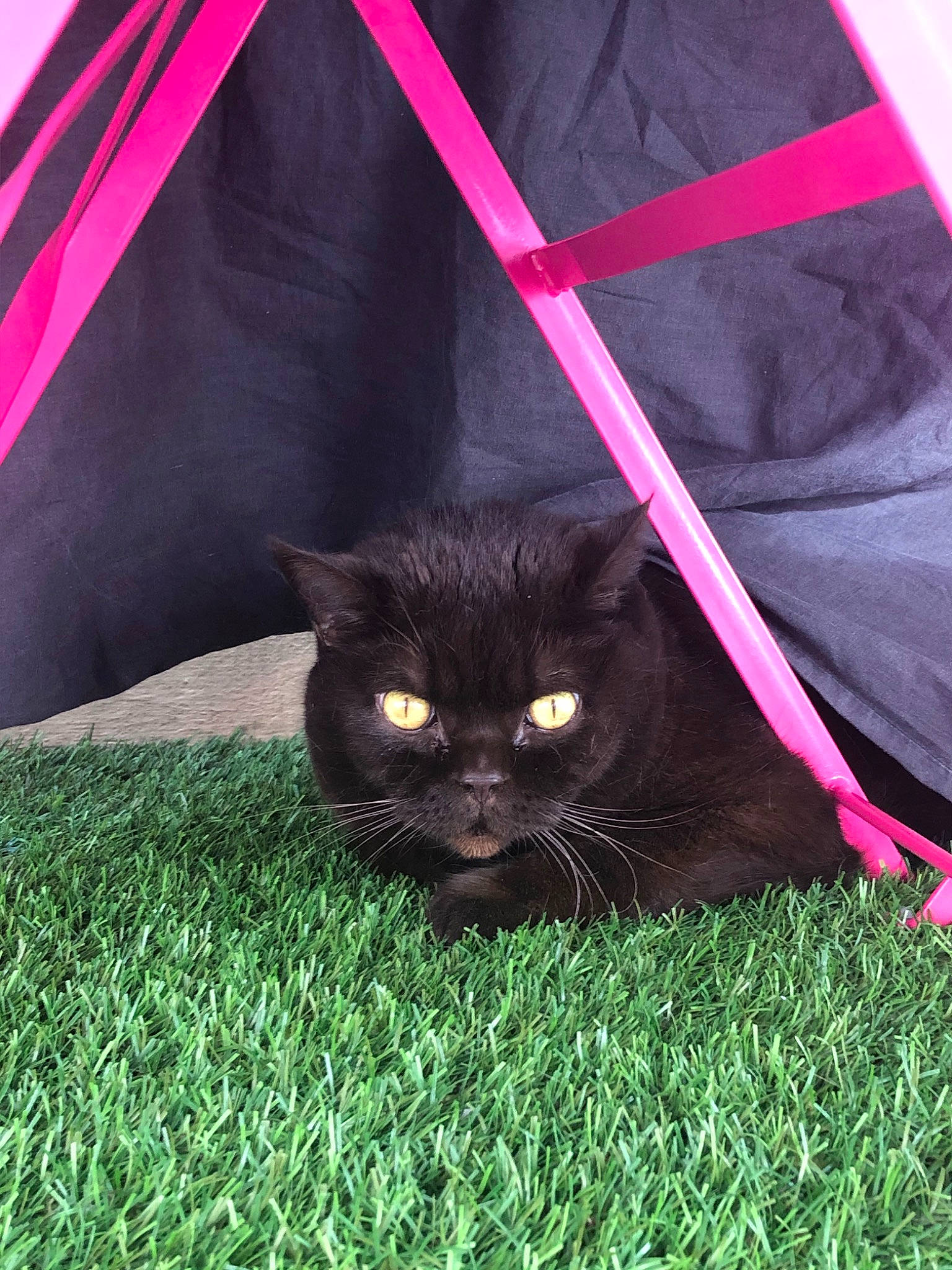 Bonny participe au concours pour gagner de l'argent avec cette photo : black_cat, british_shorthair, carnivore, cat, domestic_short_haired_cat, eye, felidae, fur, grass, lawn, magenta, pink, plant, small_to_medium_sized_cats, snout, whiskers