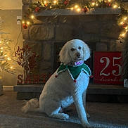 Carly joined the competition — help win amazing prizes! dog, white_dog, poodle, christmas, holiday_decorations, fireplace, garland, lights, christmas_tree, carpet, indoor, festive, winter, seasonal, decor, red_ornaments, holiday_collar, pet, cute, cozy