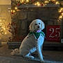 dog, white_dog, poodle, christmas, holiday_decorations, fireplace, garland, lights, christmas_tree, carpet, indoor, festive, winter, seasonal, decor, red_ornaments, holiday_collar, pet, cute, cozy