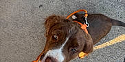 Doc is registered to the contest to win money with this photo: brown, concrete, crocs, curious, dog, food, footwear, hand, ice_cream, leash, orange, outdoor, pet, puppy, shadow, sidewalk, soft_serve, sunlight, treat, white