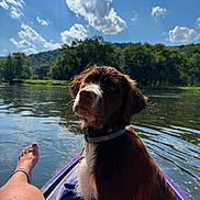 Doc is registered to the contest to win money with this photo: adventure, animal, clouds, collar, dog, foot, greenery, kayak, leg, nature, outdoor, pet, relaxation, river, sky, summer, sunlight, trees, water, wet