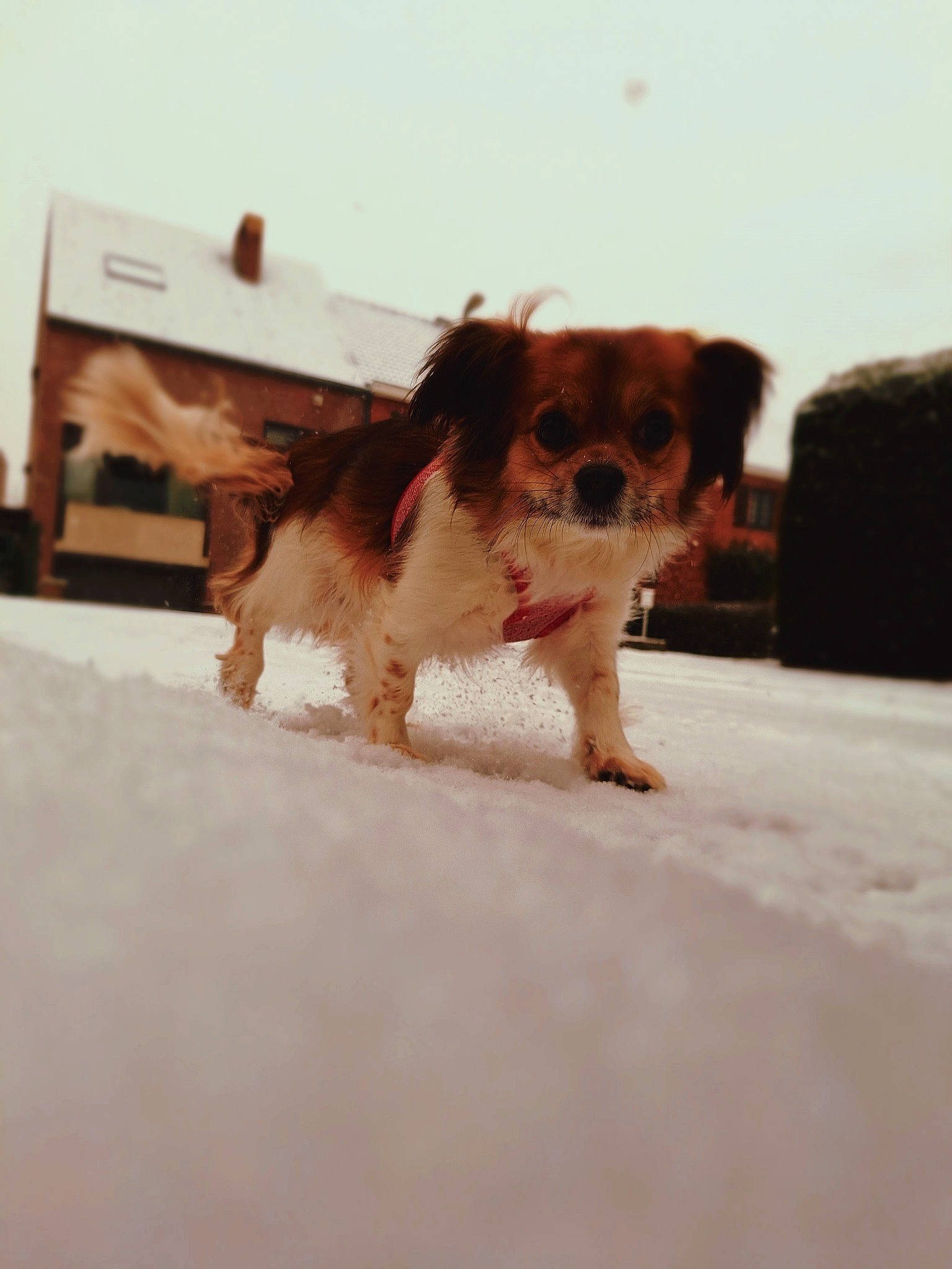 Gizmo participe au concours pour gagner de l'argent avec cette photo : canidae, carnivore, companion_dog, dog, dog_breed, dog_clothes, dog_supply, fashion_accessory, fawn, fur, liver, pet_supply, snout, snow, spaniel, sporting_group, tail, toy, toy_dog, working_animal