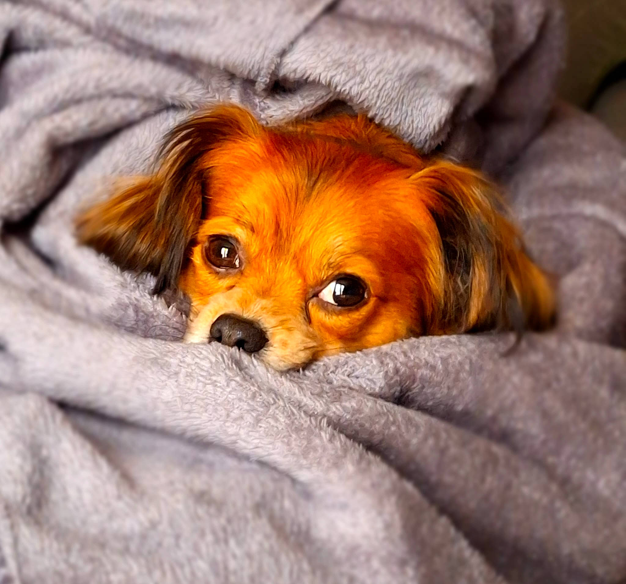 Gizmo a rejoint le concours — aidez-le/la à gagner de superbes lots ! brown, canidae, carnivore, comfort, companion_dog, dog, dog_breed, fawn, fur, liver, orange, puppy, snout, sporting_group, terrestrial_animal, toy, toy_dog, whiskers, wood, working_animal