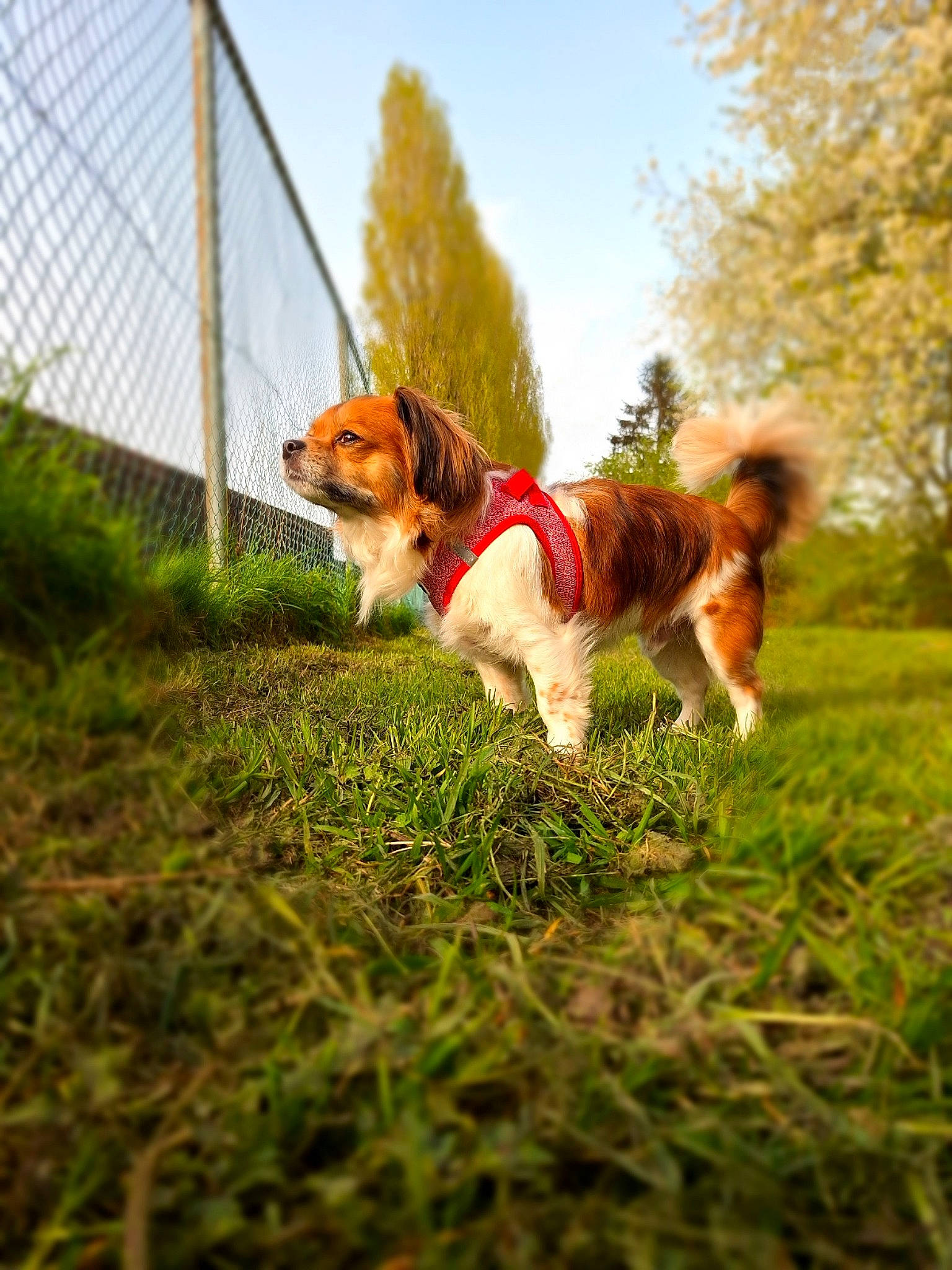 Gizmo a rejoint le concours — aidez-le/la à gagner de superbes lots ! canidae, carnivore, chair, collar, companion_dog, dog, dog_breed, dog_supply, fawn, fence, grass, grassland, liver, mesh, plant, sky, snout, sporting_group, tail, tree