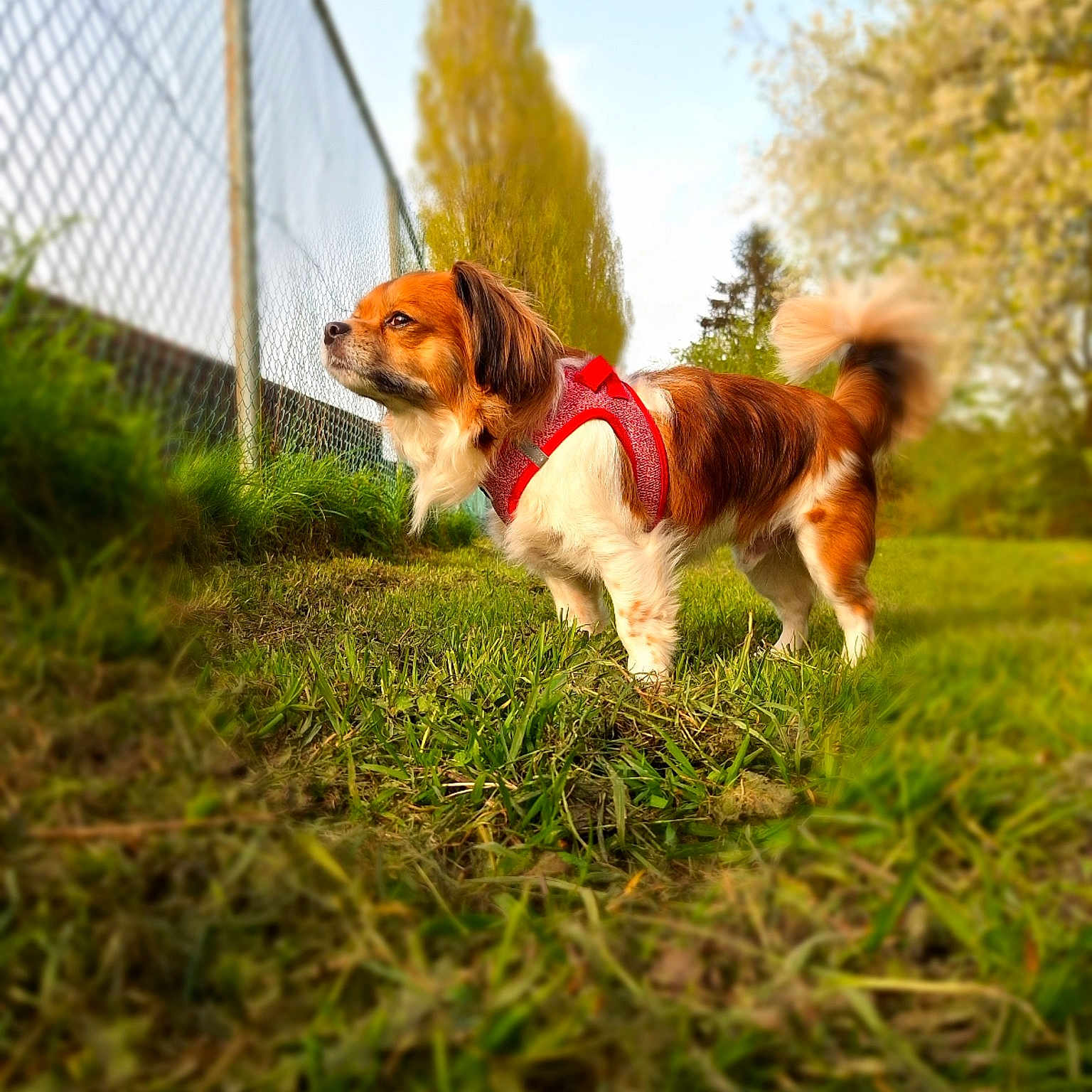 Gizmo