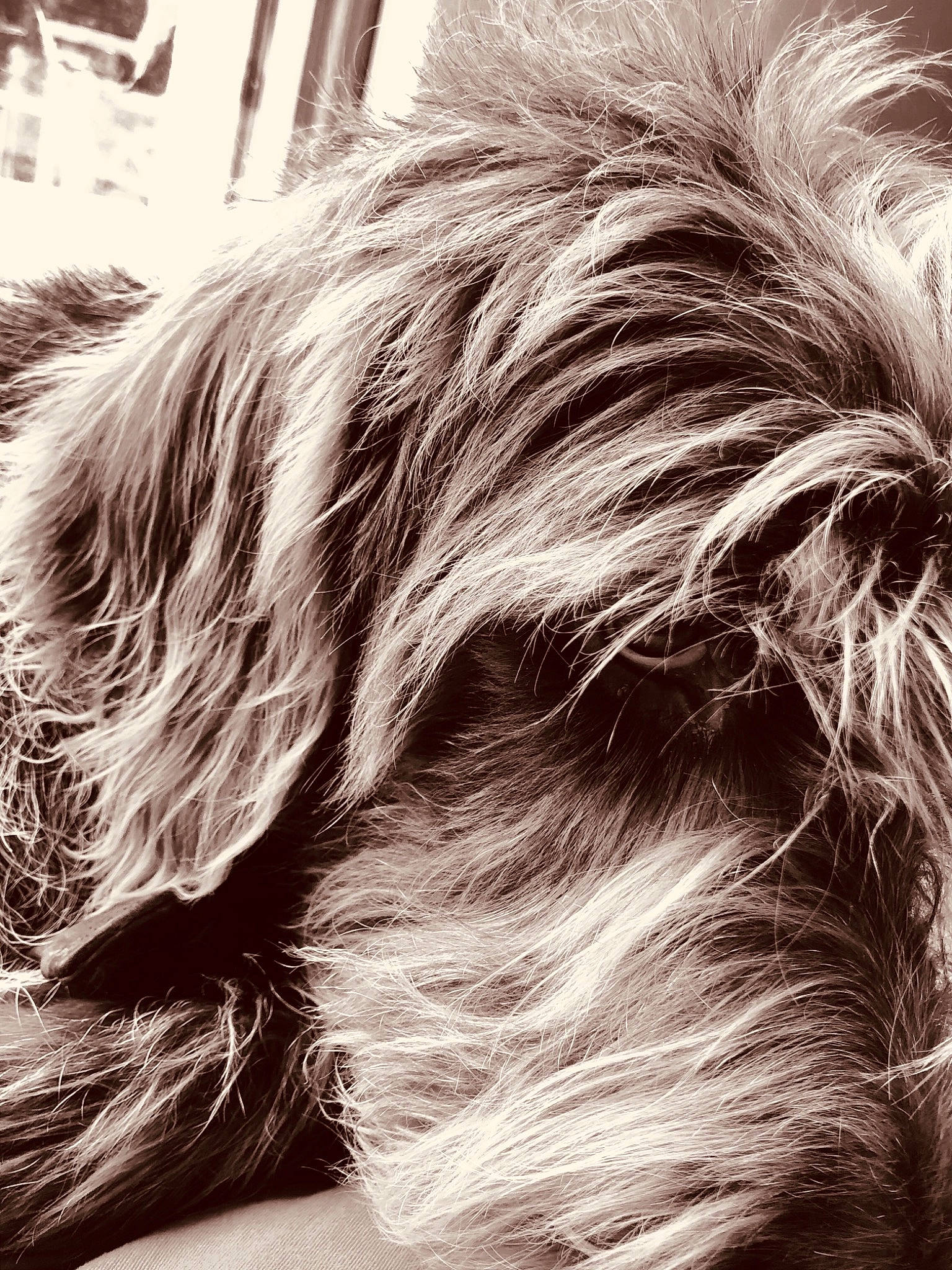 Gino a rejoint le concours — aidez-le/la à gagner de superbes lots ! black_and_white, canidae, carnivore, dog, dog_breed, ear, fur, hair, hairstyle, long_hair, monochrome, terrier