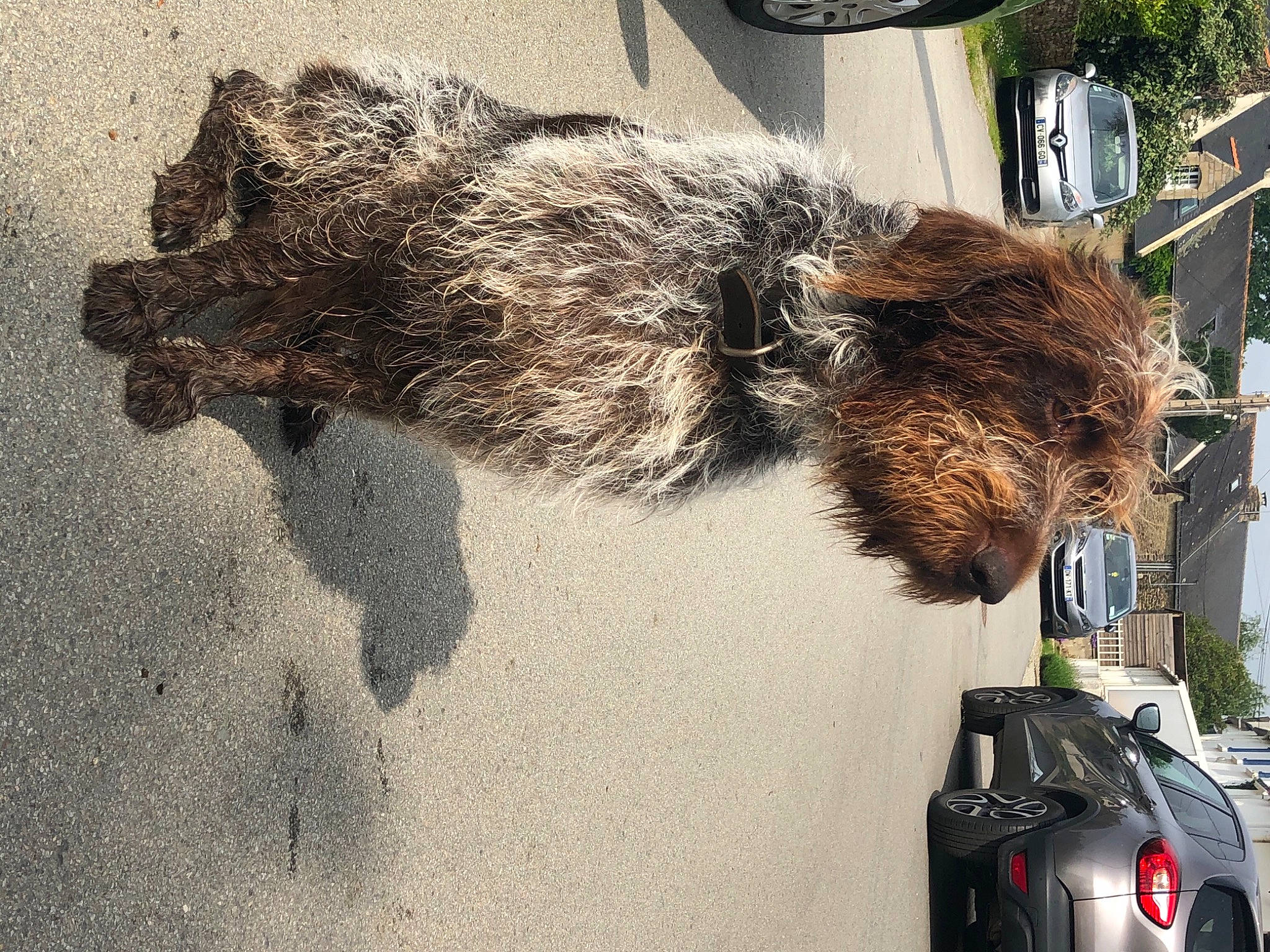 Gino a rejoint le concours — aidez-le/la à gagner de superbes lots ! canidae, fur, snout, sporting_group, tail