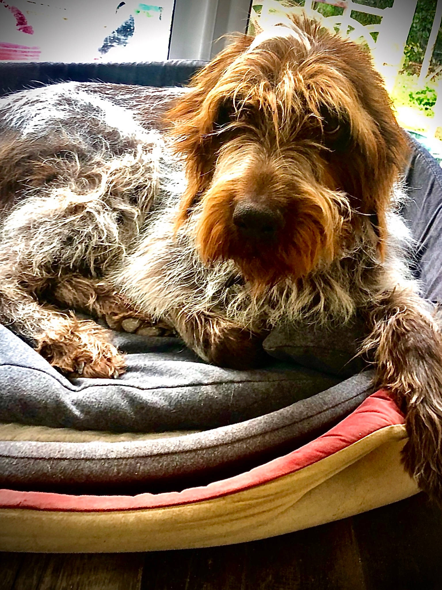 Gino participe au concours pour gagner de l'argent avec cette photo : bosnian_coarse_haired_hound, briquet_griffon_vendeen, canidae, carnivore, cockapoo, companion_dog, dog, dog_breed, fur, mammal, otterhound, petit_basset_griffon_vendeen, rare_breed_dog, schnoodle, spinone_italiano, sporting_group, sporting_lucas_terrier, terrier, vertebrate, wirehaired_pointing_griffon