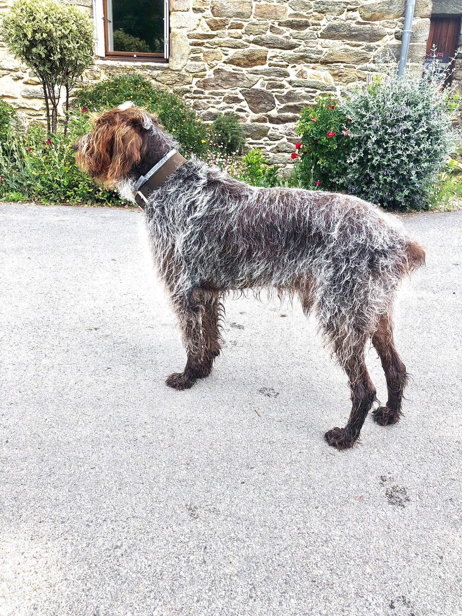 Gino a rejoint le concours — aidez-le/la à gagner de superbes lots ! canidae, carnivore, cesky_fousek, dog, dog_breed, german_wirehaired_pointer, gun_dog, hunting_dog, mammal, pointer, pointing_breed, rare_breed_dog, retriever, spinone_italiano, sporting_group, stichelhaar, tail, vertebrate, wirehaired_pointing_griffon