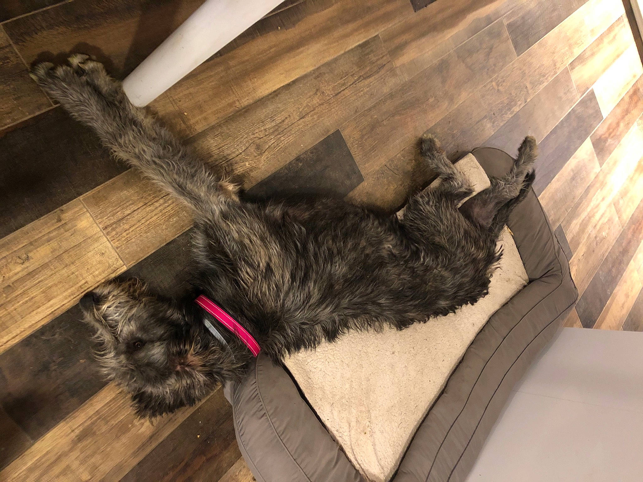 Réagan a rejoint le concours — aidez-le/la à gagner de superbes lots ! cairn_terrier, canidae, carnivore, cat, fur, hardwood, tail, terrier, wood