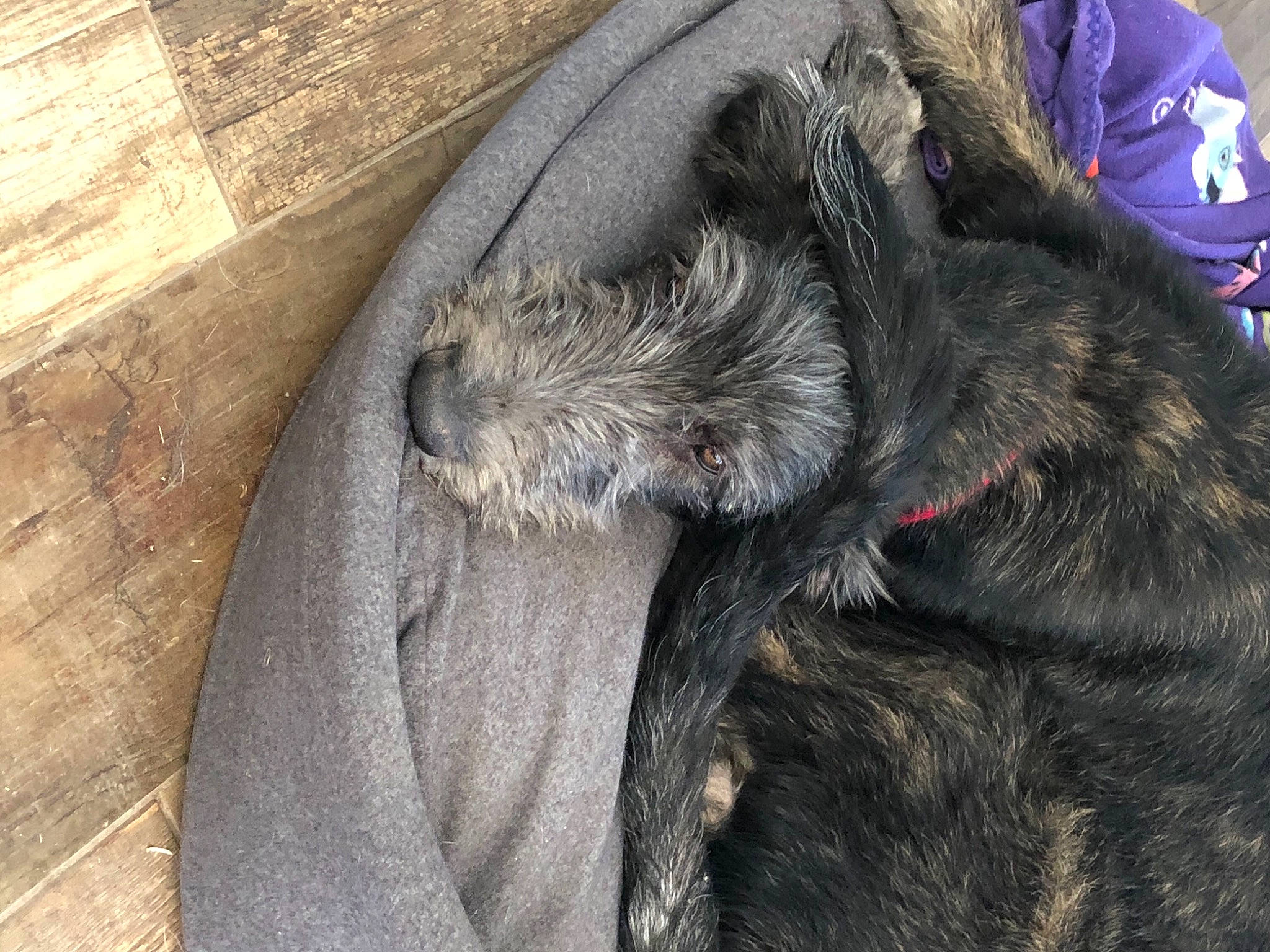 Réagan a rejoint le concours — aidez-le/la à gagner de superbes lots ! canidae, carnivore, dog, dog_breed, fur, guard_dog, irish_wolfhound, scottish_deerhound, tail