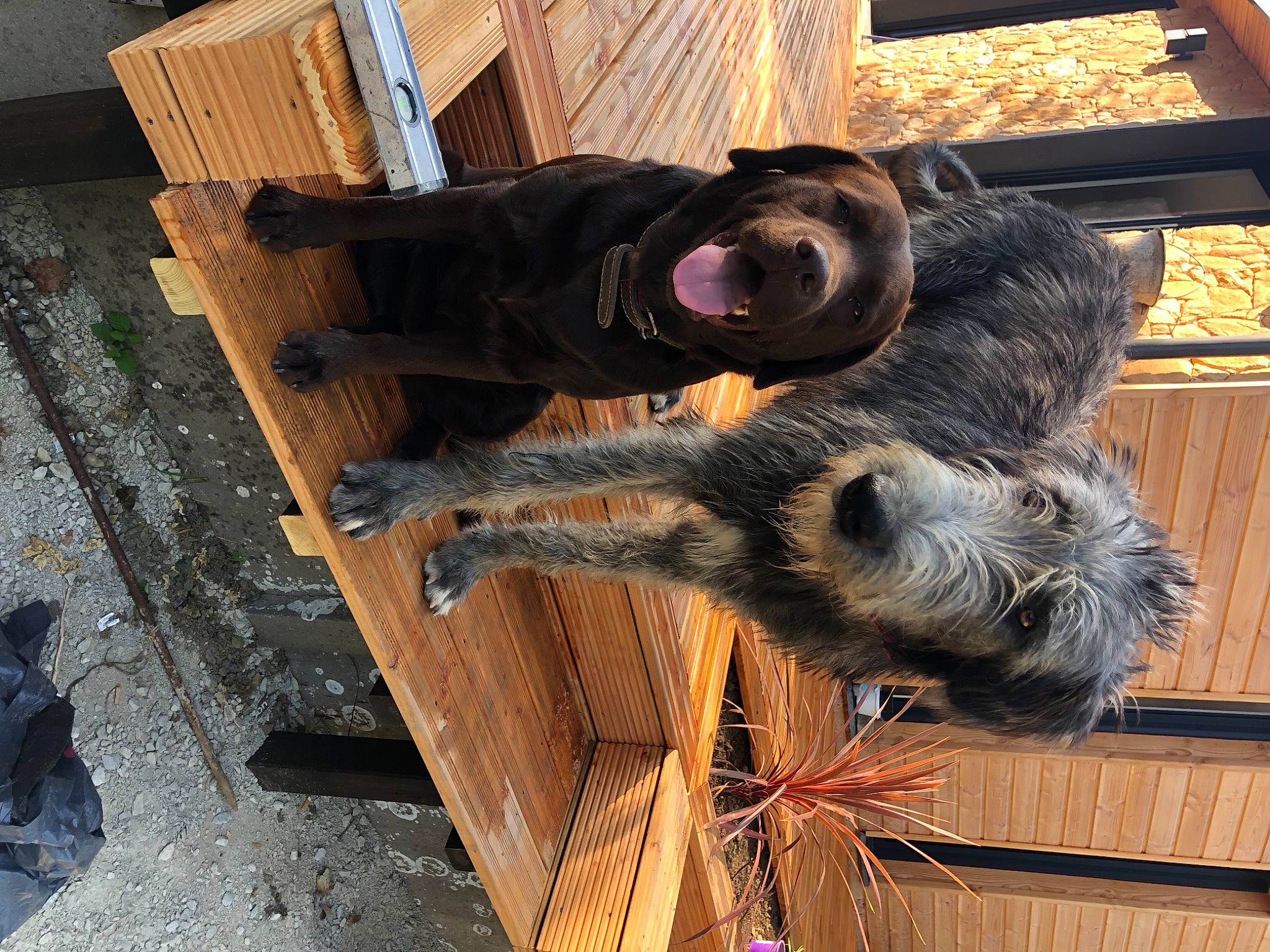 Réagan a rejoint le concours — aidez-le/la à gagner de superbes lots ! canidae, carnivore, dog, dog_breed, sporting_group, wood