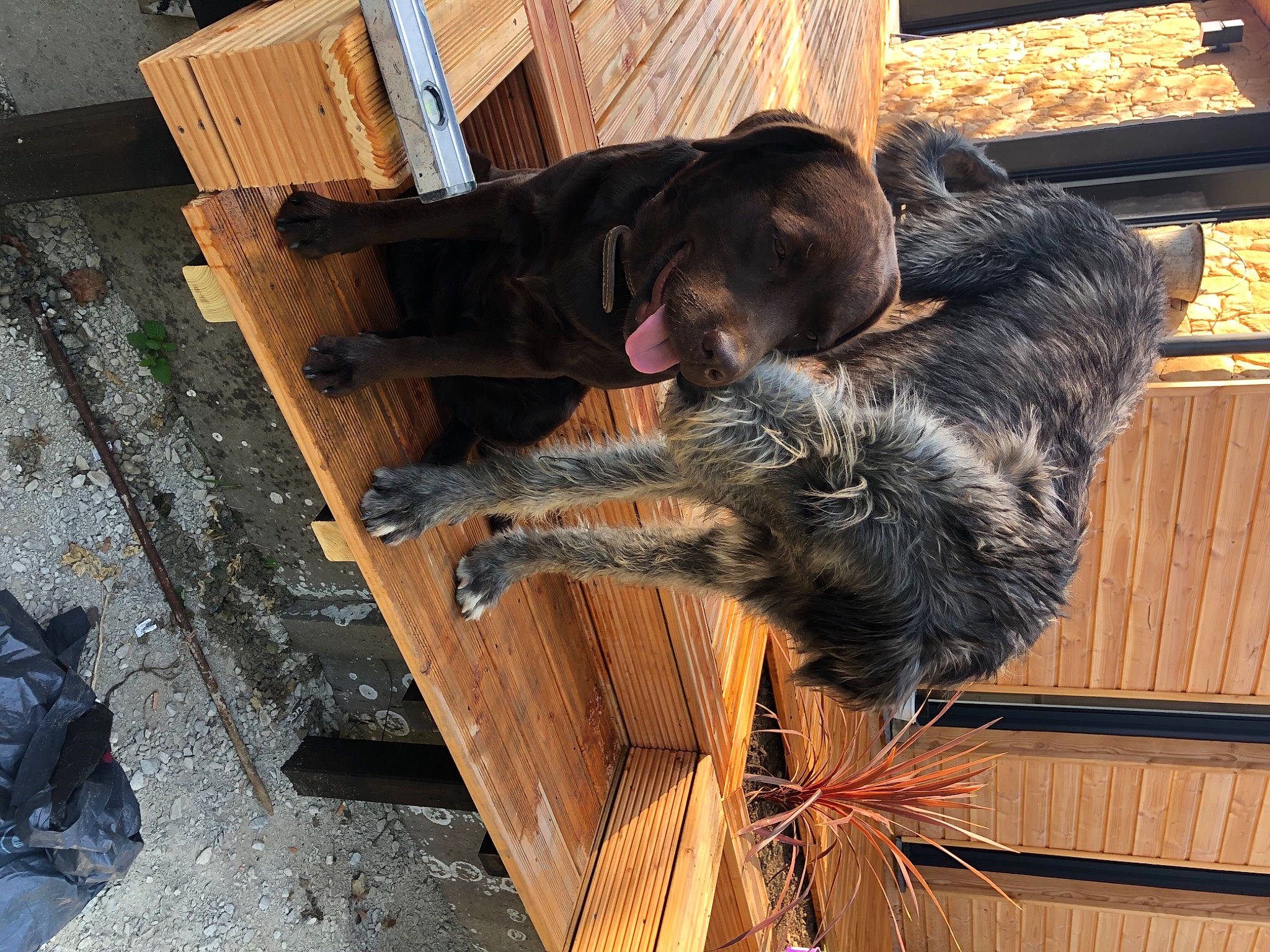 Réagan participe au concours pour gagner de l'argent avec cette photo : canidae, carnivore, dog, dog_breed, fur, sporting_group, tail