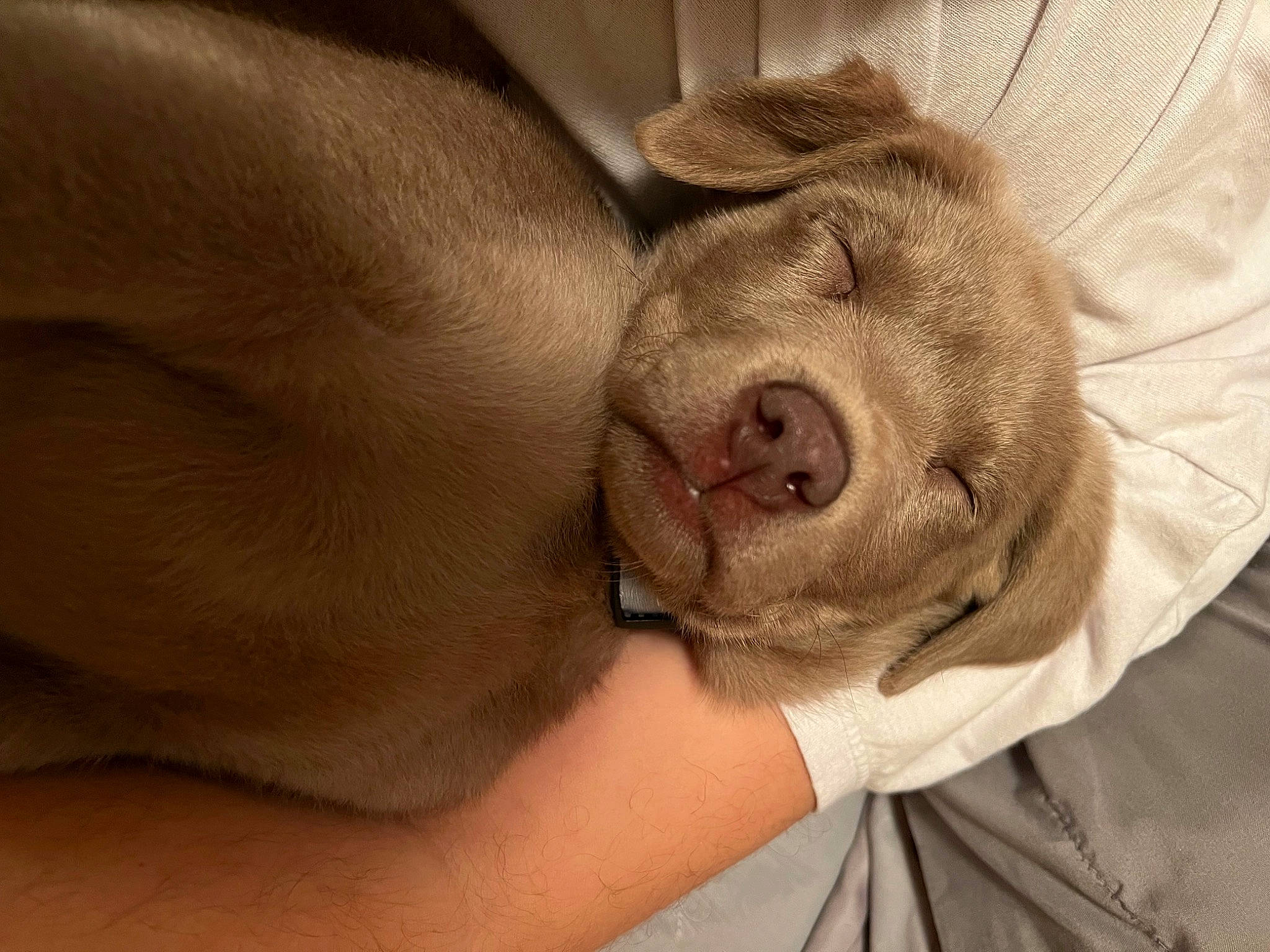 Winston joined the competition — help win amazing prizes! abdomen, canidae, carnivore, comfort, companion_dog, dog, dog_breed, ear, fawn, fur, gesture, liver, nail, paw, snout, sporting_group, terrestrial_animal, whiskers, working_animal, wrinkle