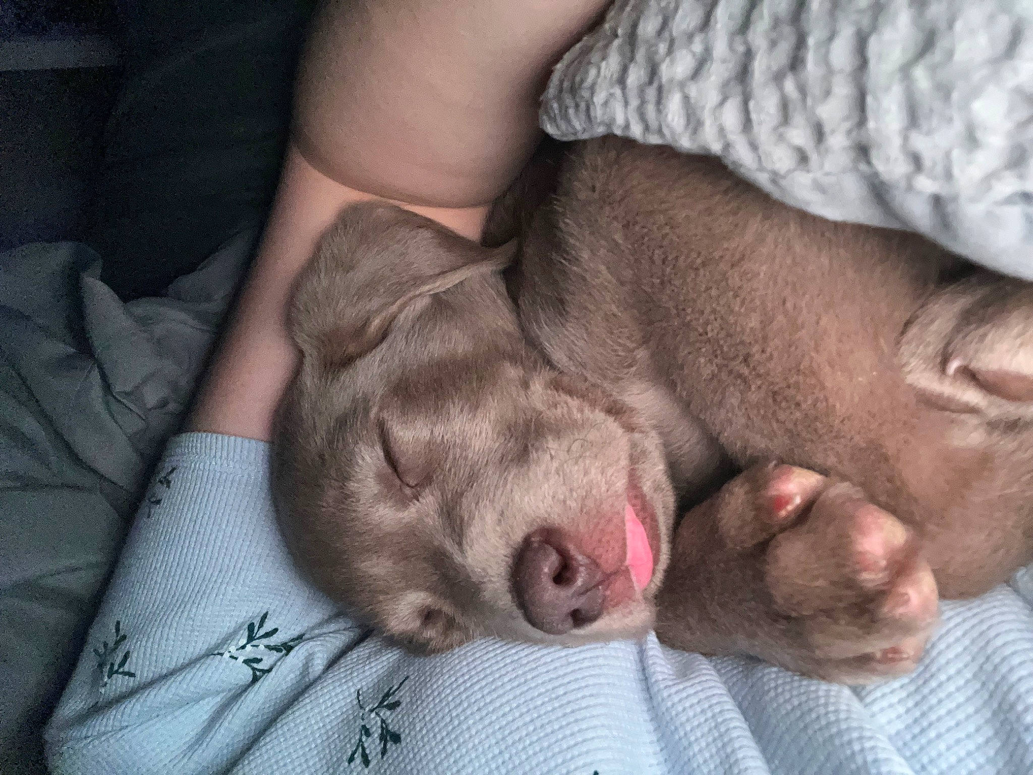 Winston joined the competition — help win amazing prizes! canidae, carnivore, comfort, companion_dog, dog, dog_breed, fawn, felidae, foot, fur, gesture, grey, liver, nap, paw, small_to_medium_sized_cats, snout, sporting_group, whiskers, wrinkle