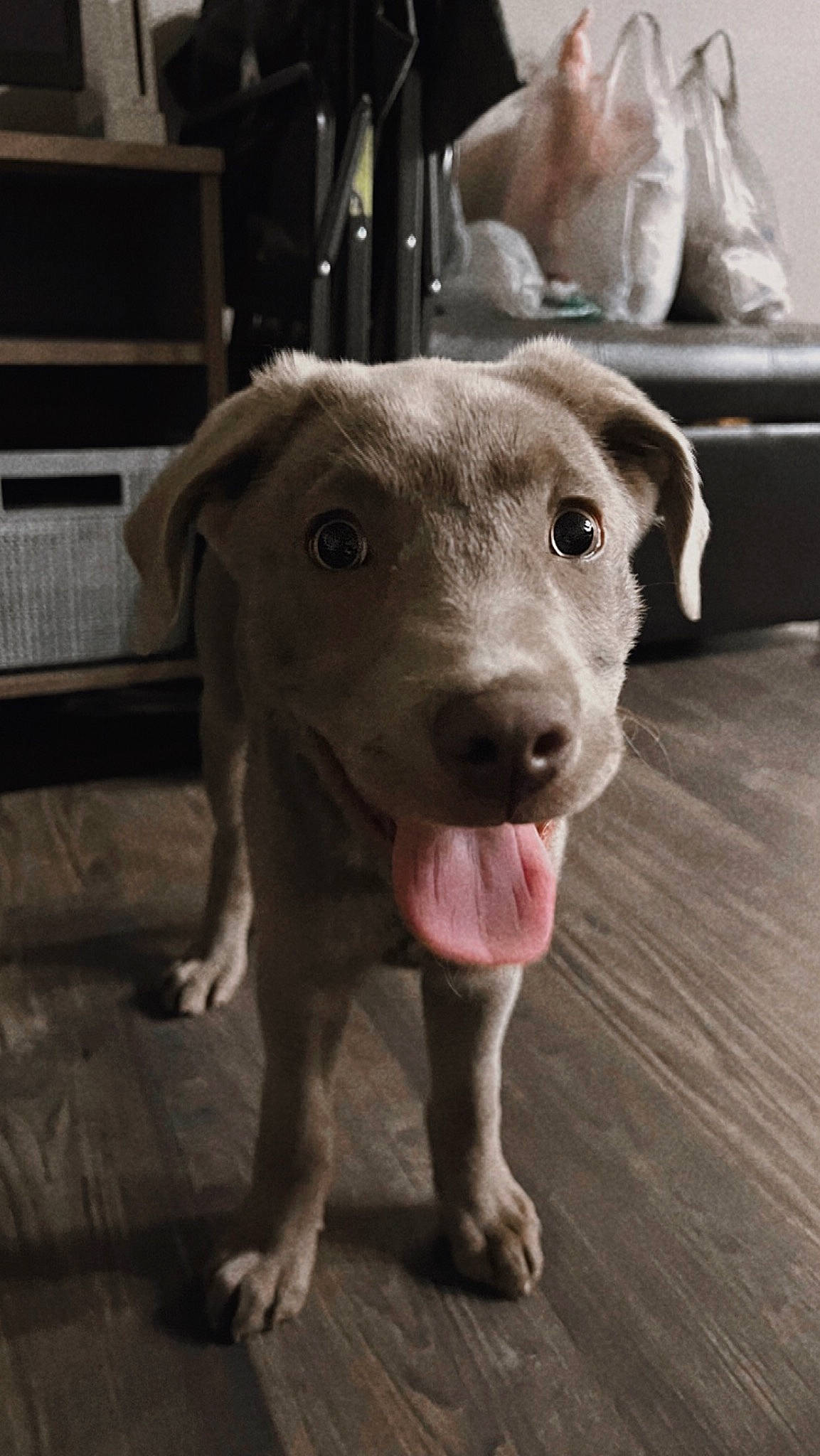 Winston joined the competition — help win amazing prizes! canidae, carnivore, collar, companion_dog, dog, dog_breed, fawn, fur, guard_dog, hardwood, non_sporting_group, pet_supply, puppy, sporting_group, terrestrial_animal, whiskers, wood, working_animal