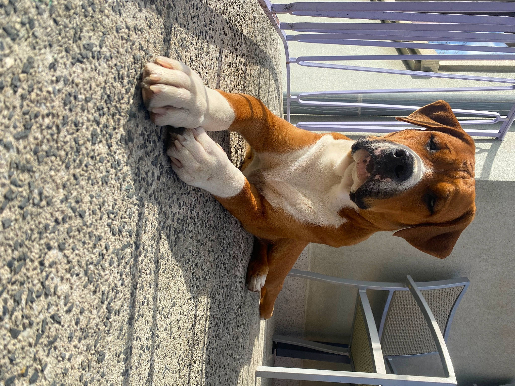 Sanji a rejoint le concours — aidez-le/la à gagner de superbes lots ! boxer, canidae, carnivore, collar, companion_dog, concrete, dog, dog_breed, dog_collar, door, eyewear, fawn, human_leg, leash, pet_supply, sporting_group, tail, wood, working_animal, wrinkle