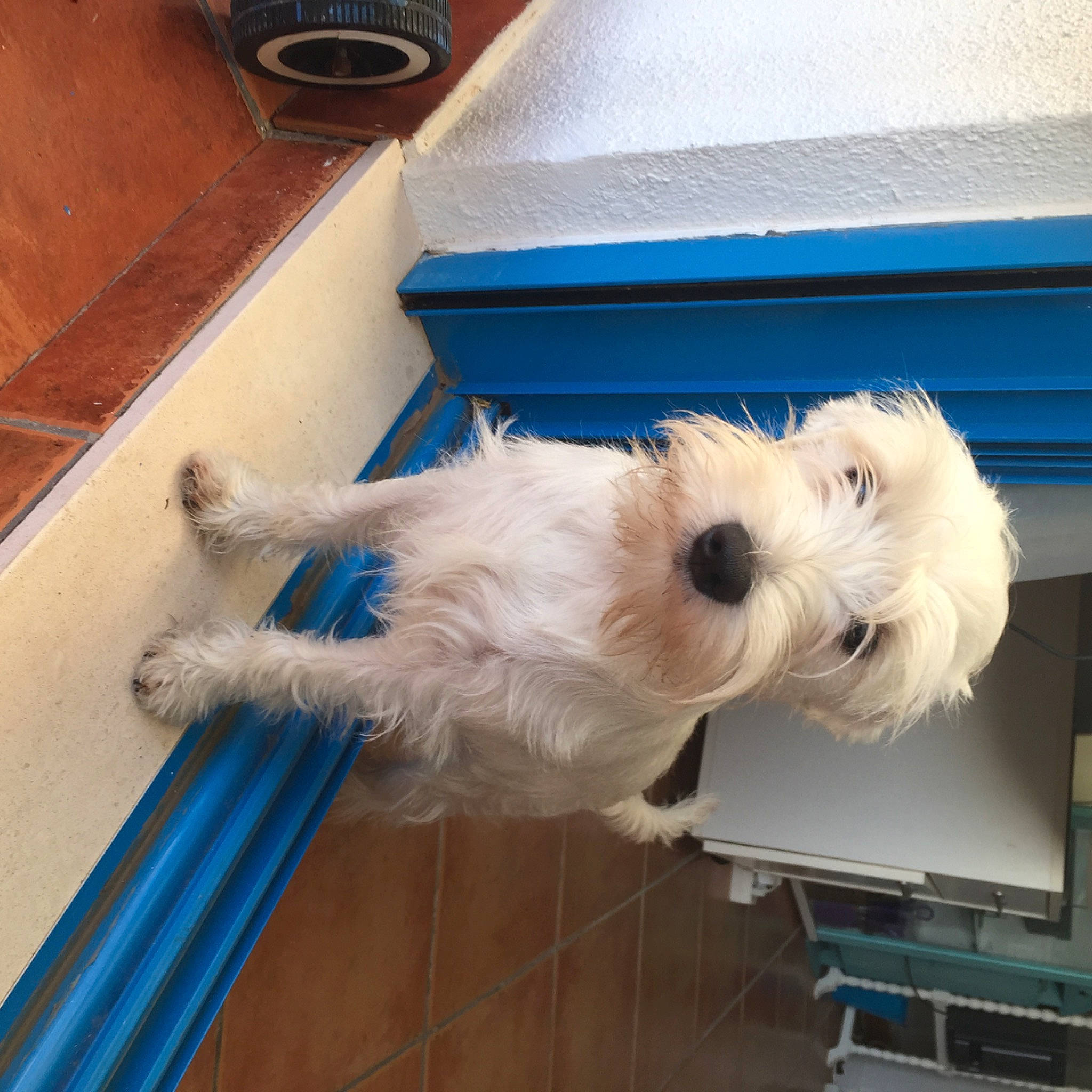Luna a rejoint le concours — aidez-le/la à gagner de superbes lots ! carnivore, collar, companion_dog, dog, dog_breed, dog_clothes, dog_collar, dog_supply, flooring, fur, hardwood, labradoodle, pet_supply, small_terrier, snout, tail, terrier, toy_dog, wood, working_animal