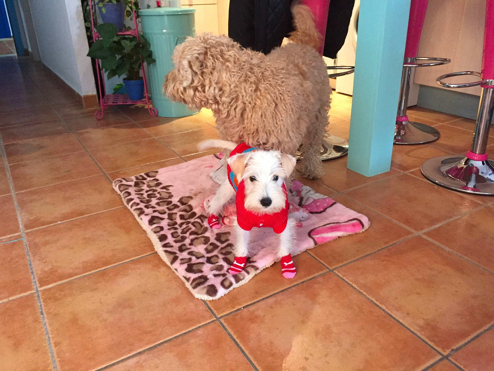 Luna participe au concours pour gagner de l'argent avec cette photo : canidae, carnivore, companion_dog, dog, dog_breed, dog_clothes, dog_supply, fawn, floor, flooring, fur, hardwood, mammal, poodle, room, sporting_group, stuffed_toy, toy, toy_dog, wood